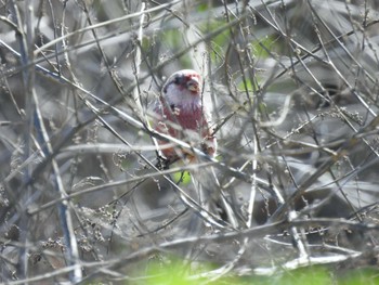 Siberian Long-tailed Rosefinch 淀川河川公園 Wed, 3/27/2024