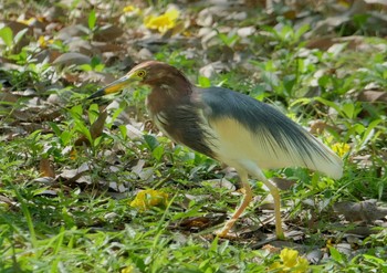 Javan Pond Heron Wachirabenchathat Park(Suan Rot Fai) Sat, 3/30/2024