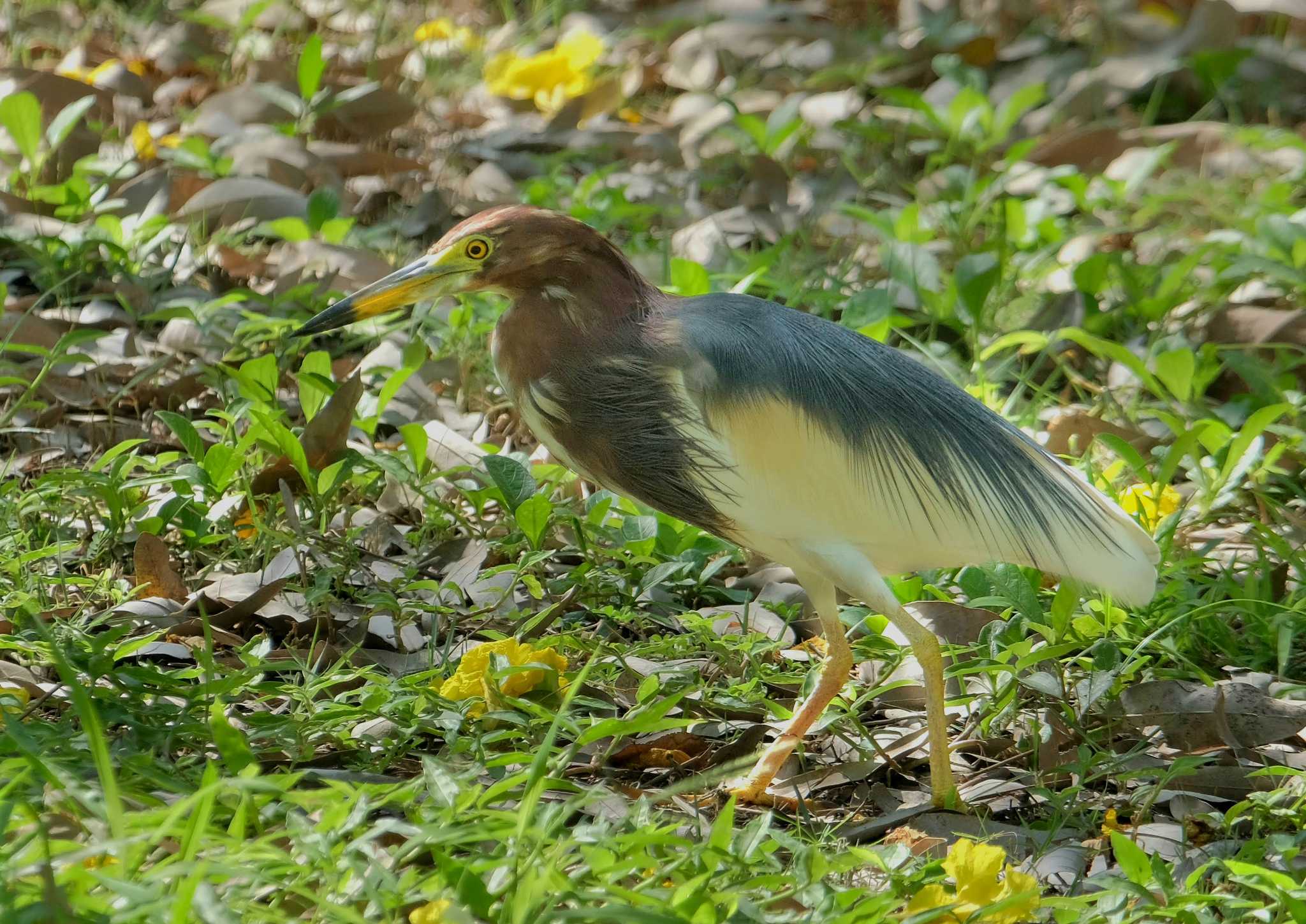 Wachirabenchathat Park(Suan Rot Fai) ジャワアカガシラサギの写真 by BK MY