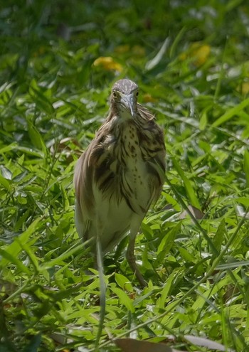 Javan Pond Heron Wachirabenchathat Park(Suan Rot Fai) Sat, 3/30/2024