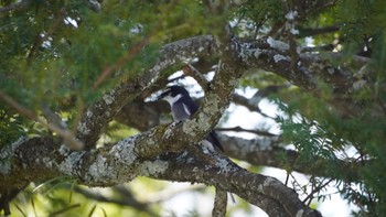 Ashy Minivet Mt. Takao Sun, 3/31/2024