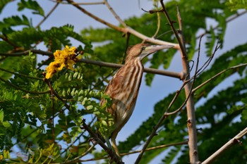 Yellow Bittern グアム Mon, 3/18/2024