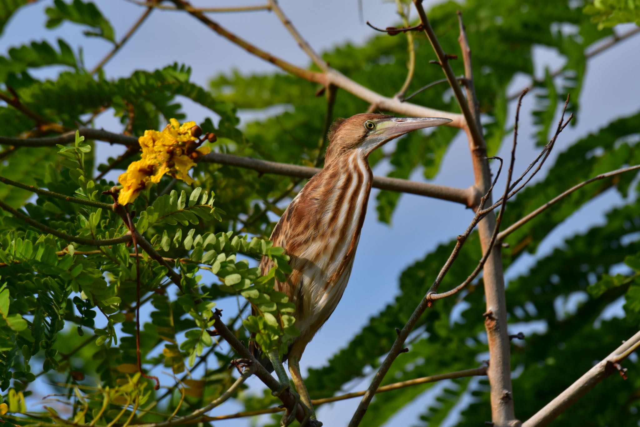 Yellow Bittern