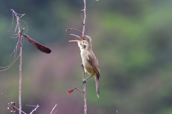 Saipan Reed Warbler Saipan Fri, 3/15/2024