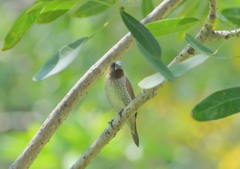 Scaly-breasted Munia Wachirabenchathat Park(Suan Rot Fai) Sat, 3/30/2024