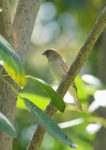 Scaly-breasted Munia Wachirabenchathat Park(Suan Rot Fai) Sat, 3/30/2024