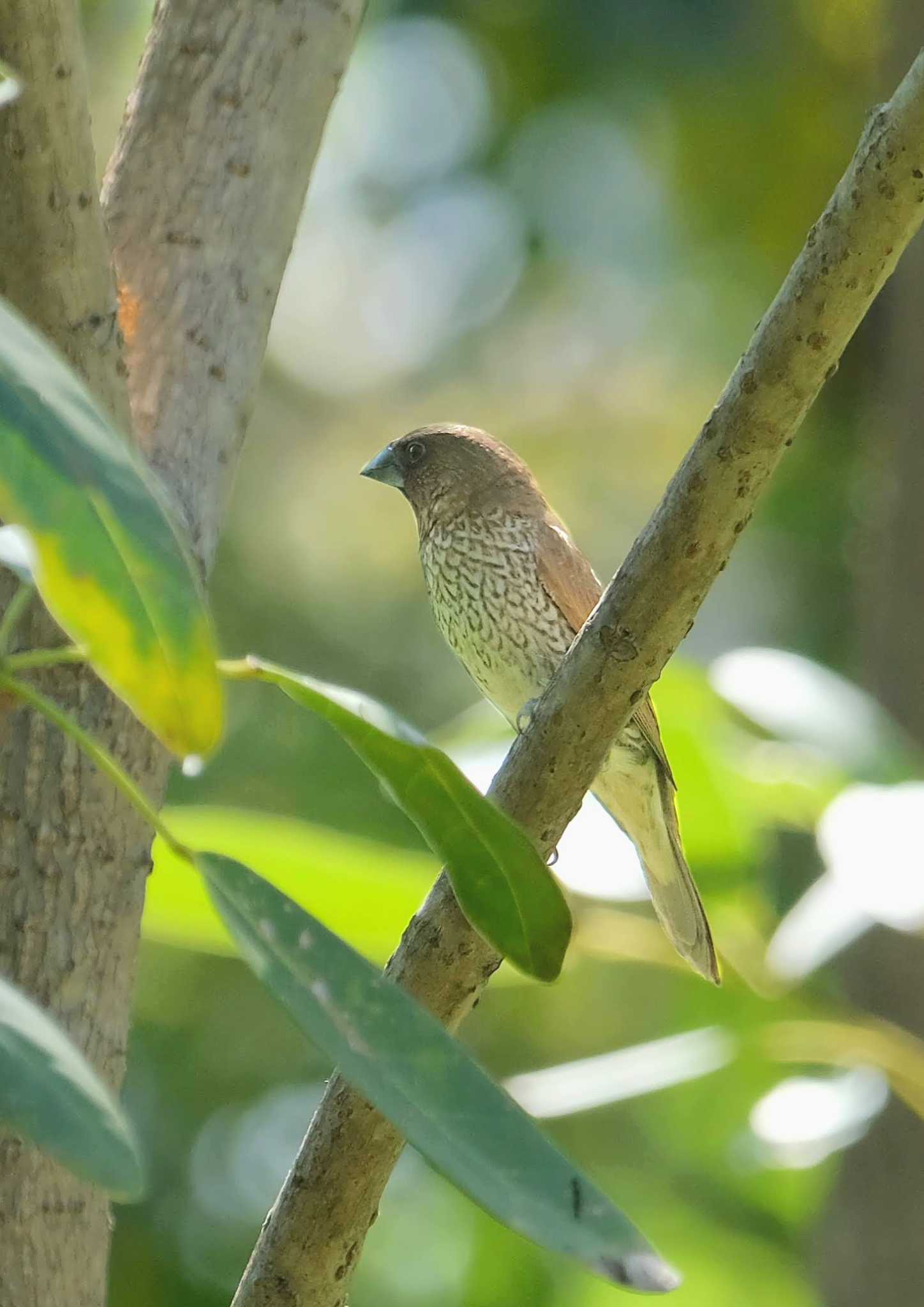 Photo of Scaly-breasted Munia at Wachirabenchathat Park(Suan Rot Fai) by BK MY