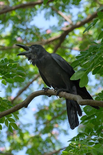 Large-billed Crow Wachirabenchathat Park(Suan Rot Fai) Sat, 3/30/2024