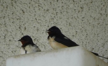 Barn Swallow Sambanze Tideland Sat, 3/30/2024