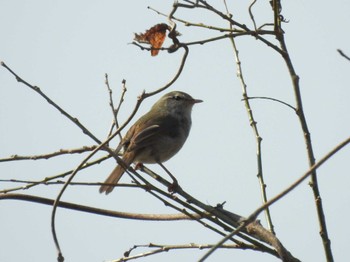 2024年3月31日(日) 祖父江ワイルドネイチャー緑地の野鳥観察記録