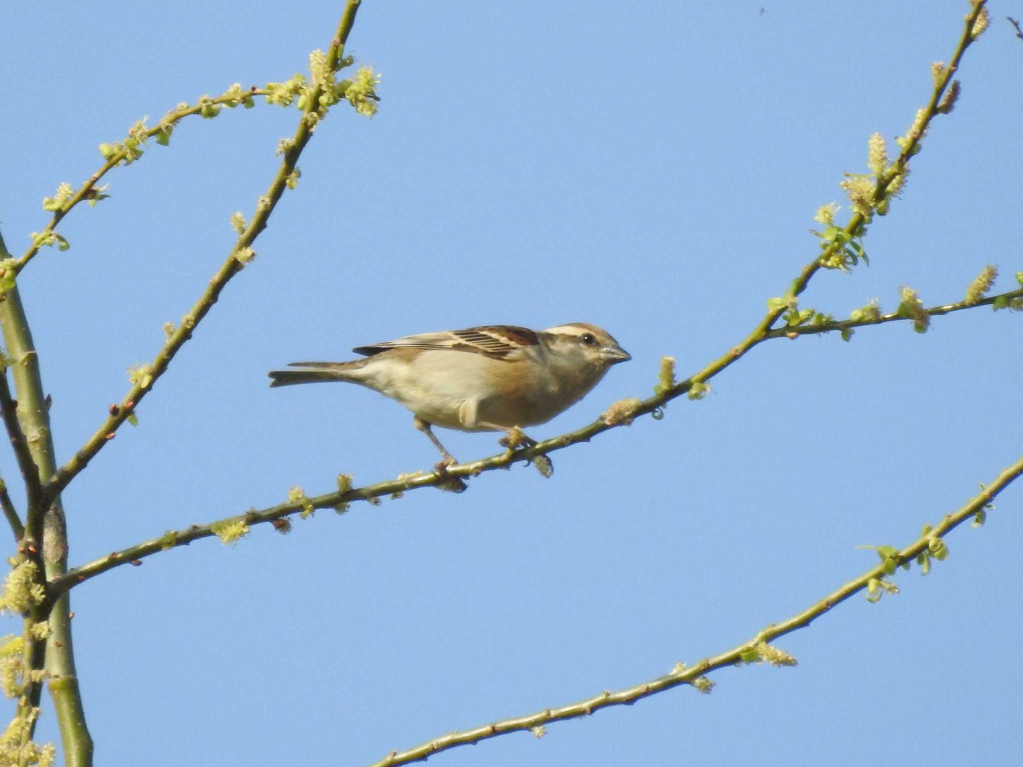 Russet Sparrow