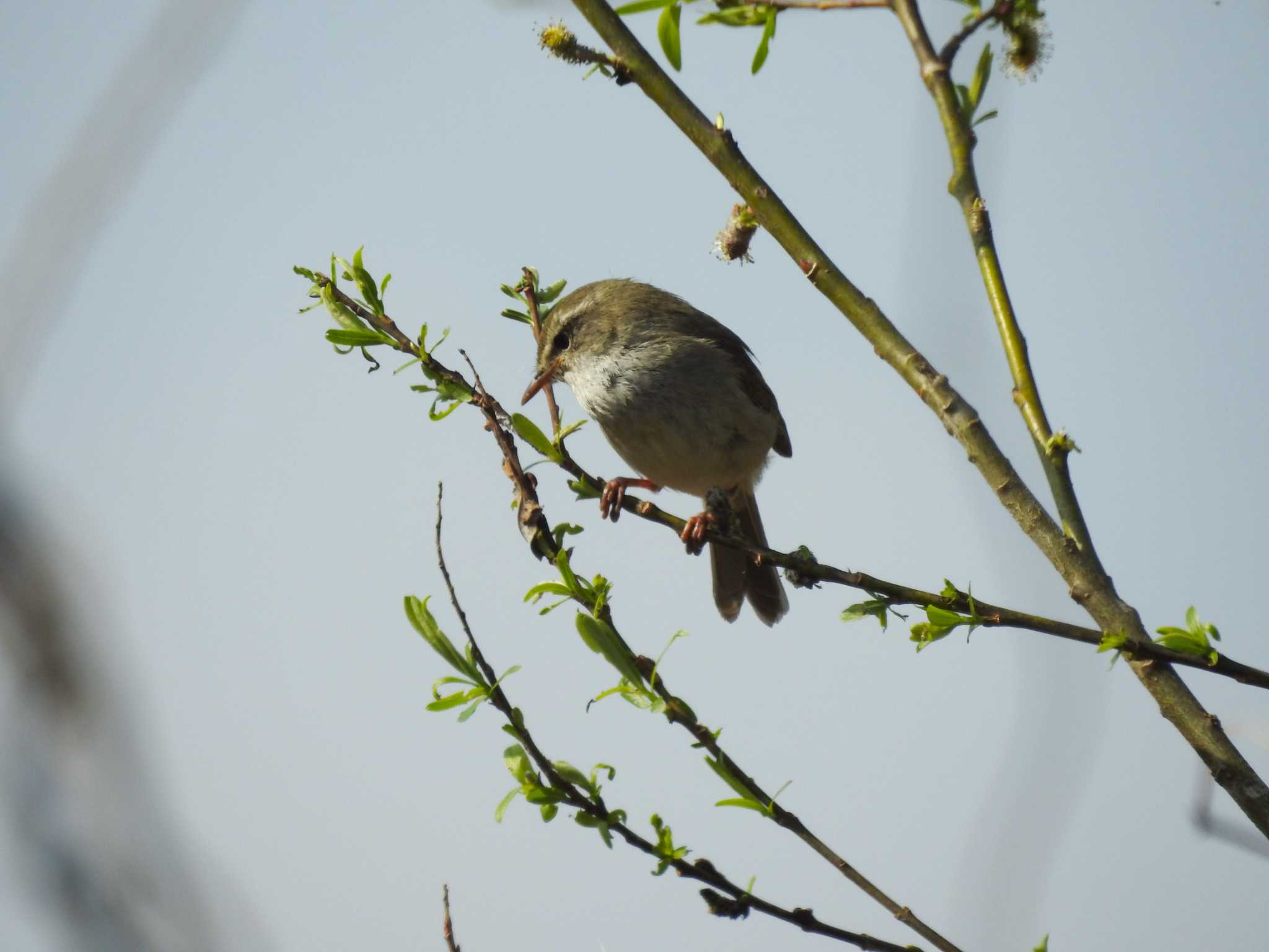 Japanese Bush Warbler