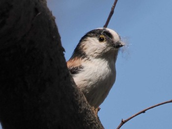 Long-tailed Tit Akigase Park Sun, 3/31/2024