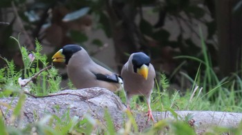 Japanese Grosbeak 木曽川河跡湖公園 Sun, 3/31/2024