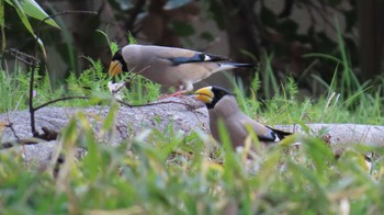 Japanese Grosbeak 木曽川河跡湖公園 Sun, 3/31/2024