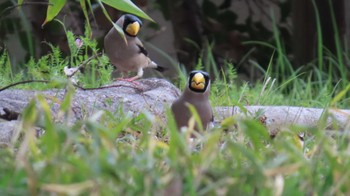 Japanese Grosbeak 木曽川河跡湖公園 Sun, 3/31/2024