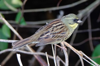 アオジ 舞岡公園 2024年3月31日(日)