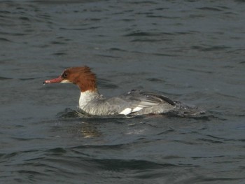 Sat, 12/15/2018 Birding report at 滋賀県長浜市