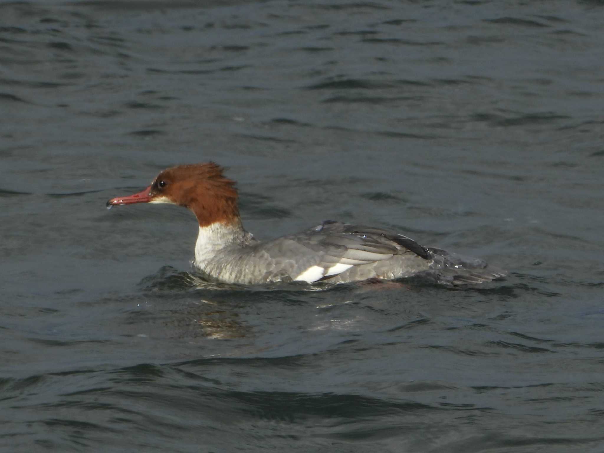 Common Merganser