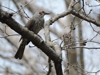 Brown-eared Bulbul Osaka Tsurumi Ryokuchi Sun, 3/31/2024