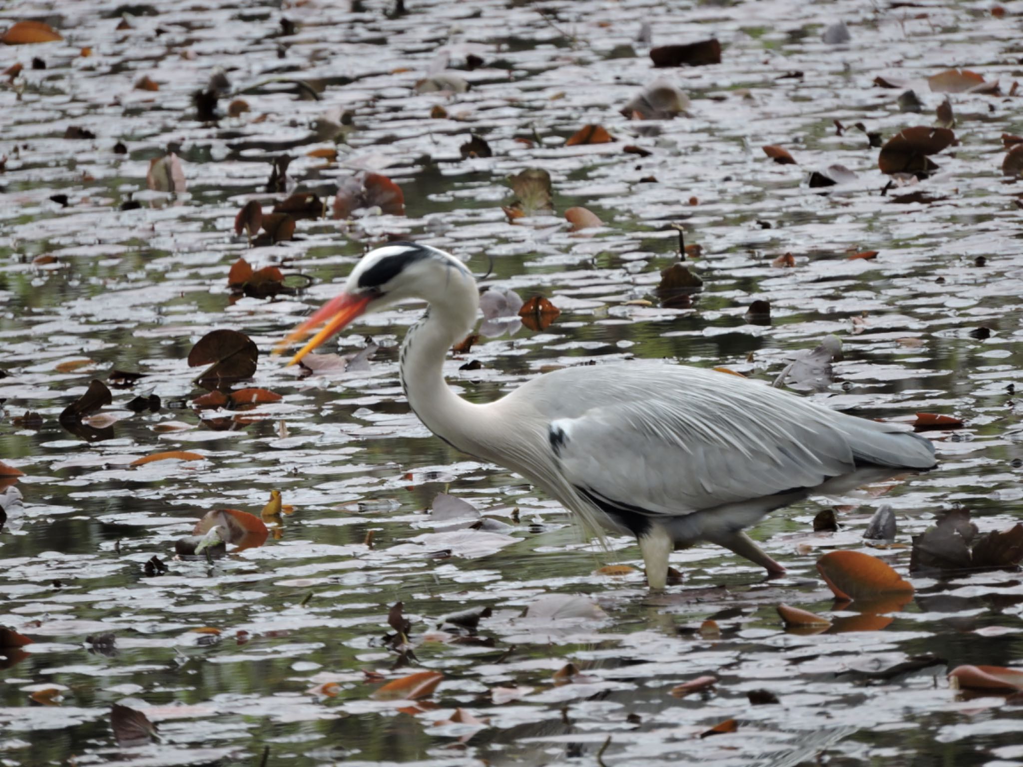 Grey Heron