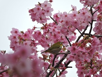 Warbling White-eye Osaka Tsurumi Ryokuchi Sun, 3/31/2024