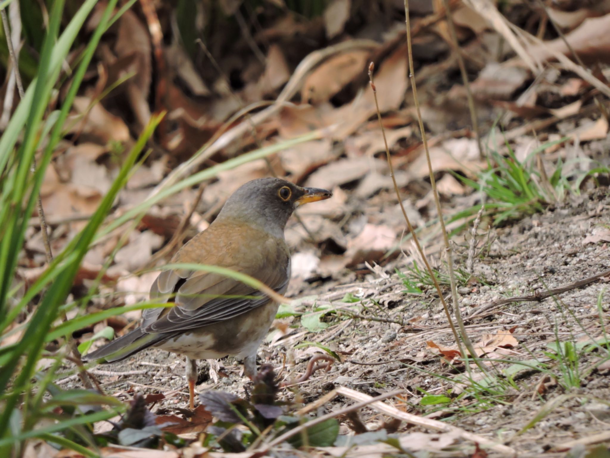 Photo of Pale Thrush at Osaka Tsurumi Ryokuchi by 鉄腕よっしー