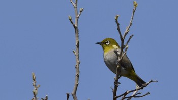 メジロ はまぼう公園 2024年3月30日(土)