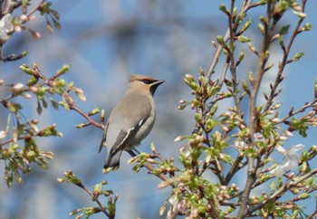 2024年3月31日(日) 川崎市の野鳥観察記録