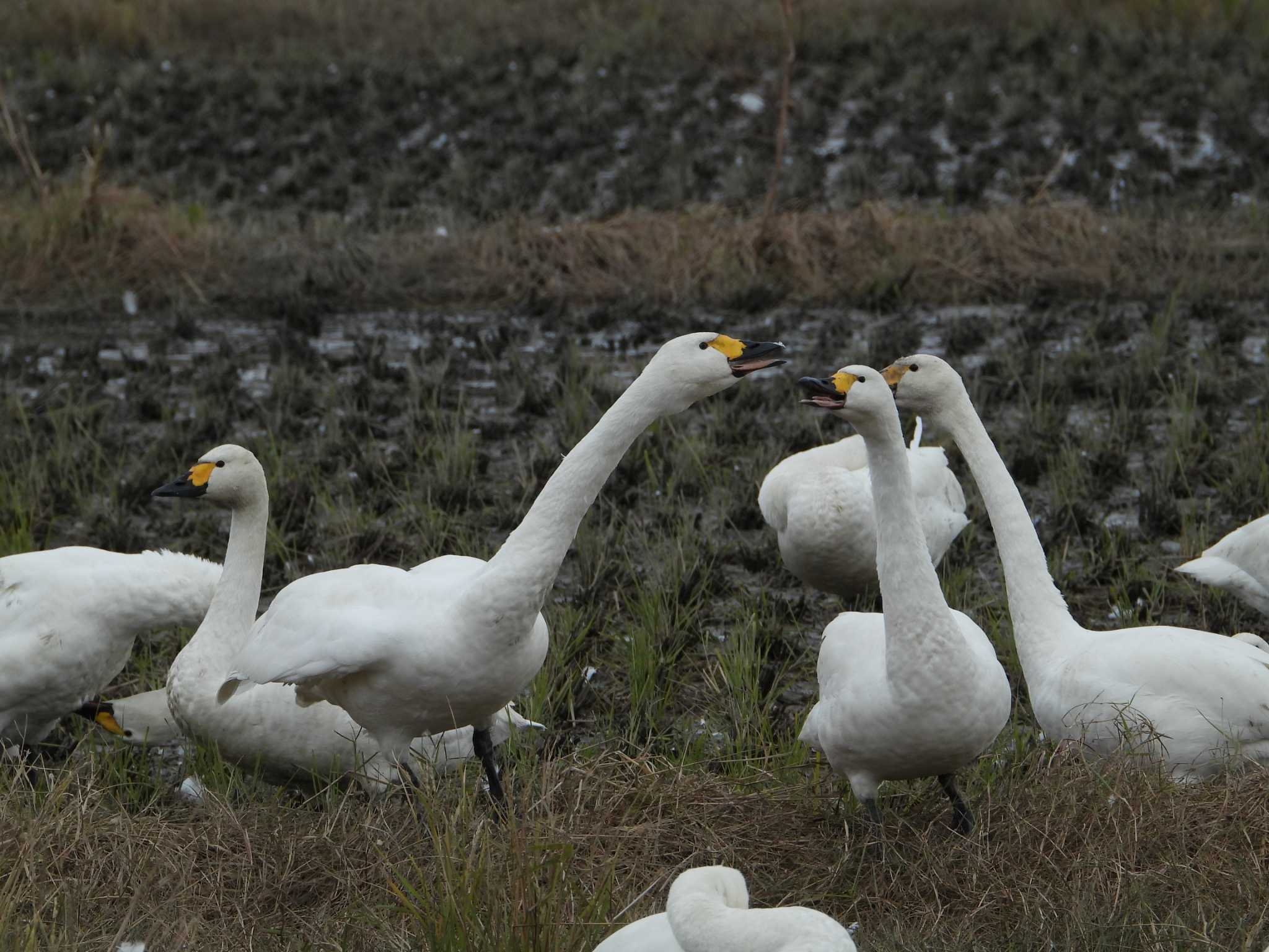 Tundra Swan