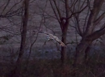 Short-eared Owl Unknown Spots Wed, 1/17/2024