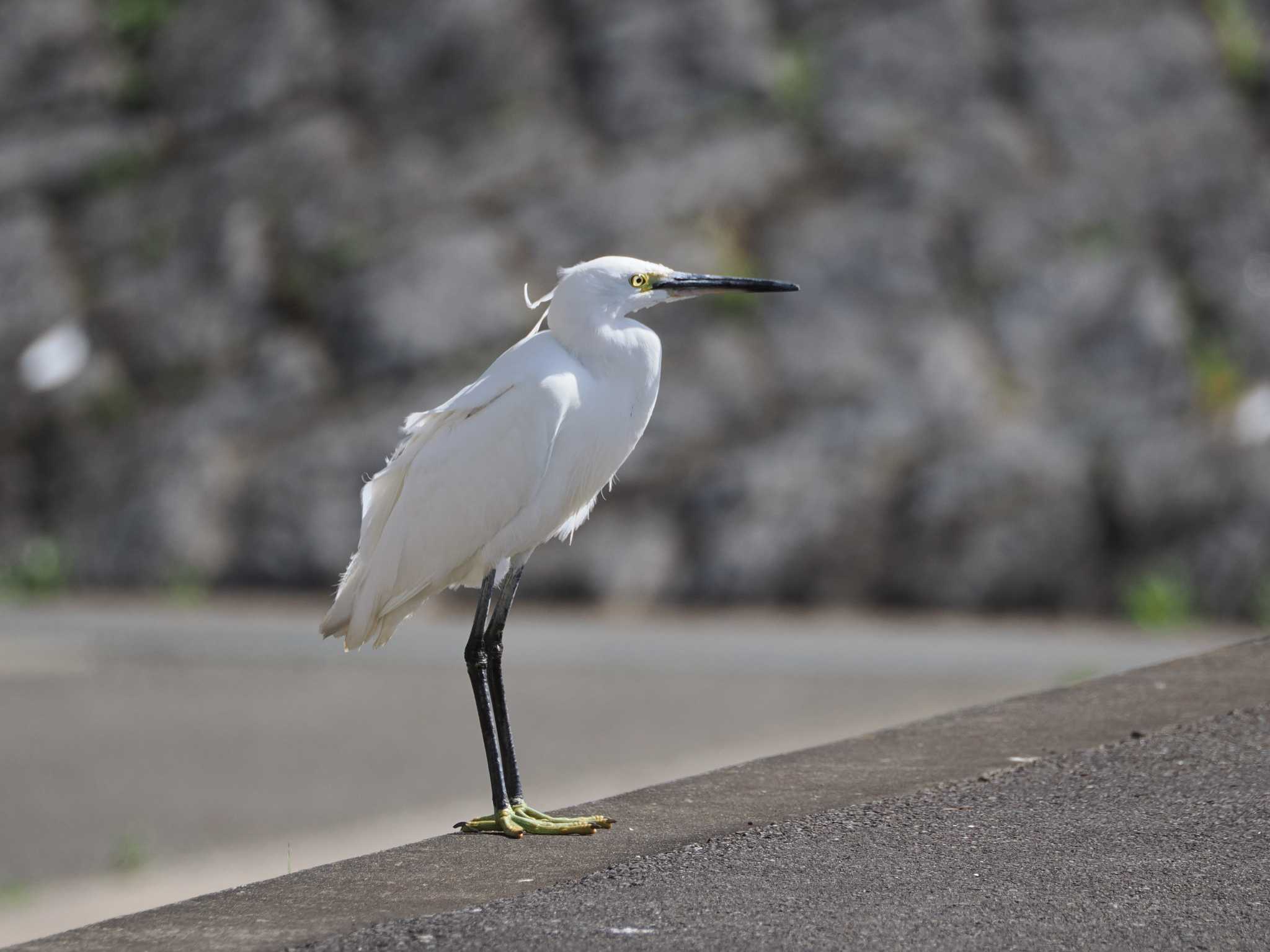 Little Egret