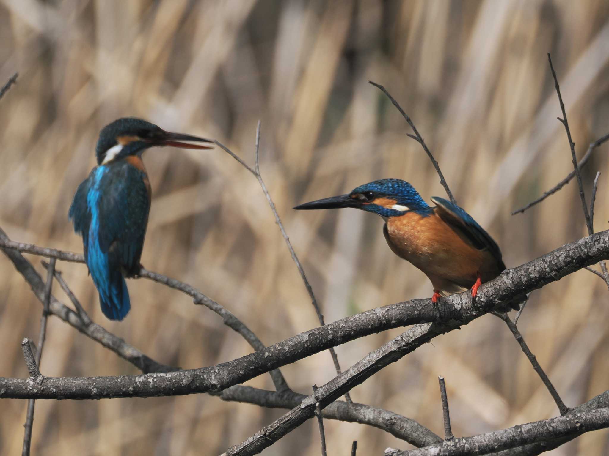 Common Kingfisher