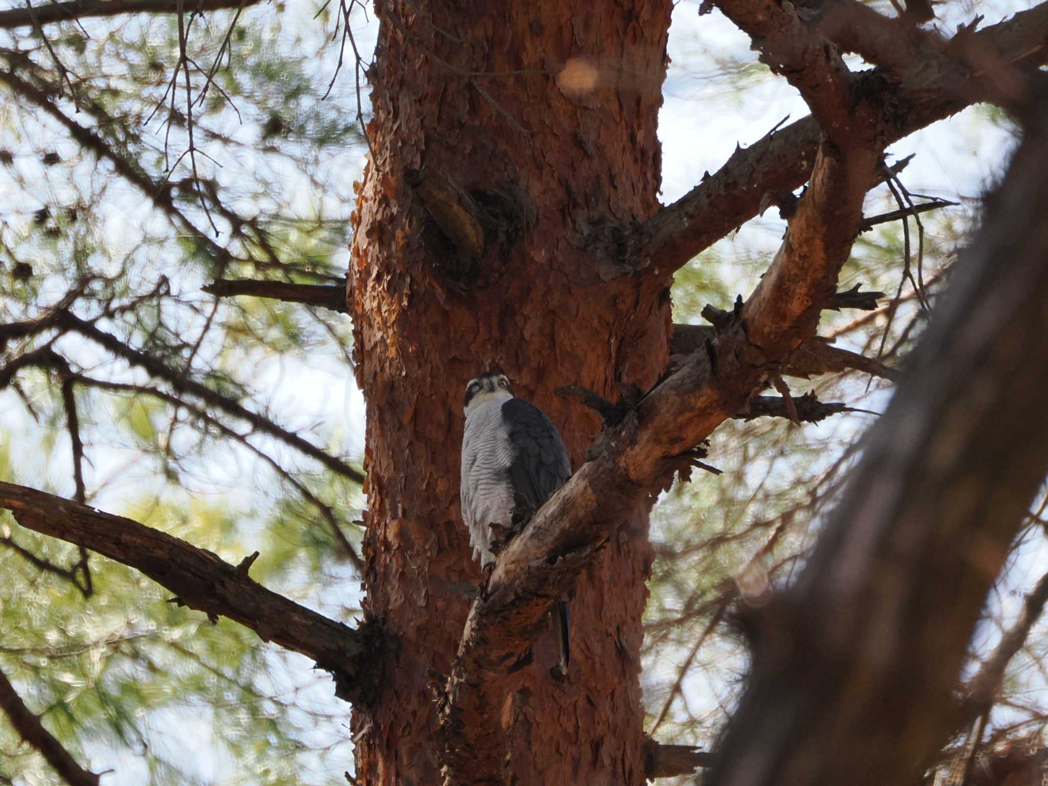 Eurasian Goshawk