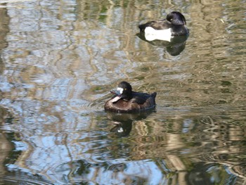 Sun, 2/18/2024 Birding report at 猿江恩賜公園