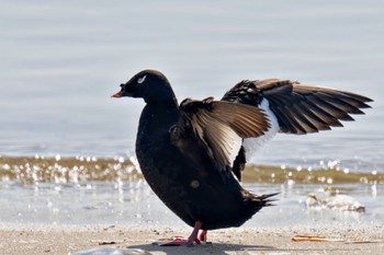 2024年3月30日(土) ふなばし三番瀬海浜公園の野鳥観察記録