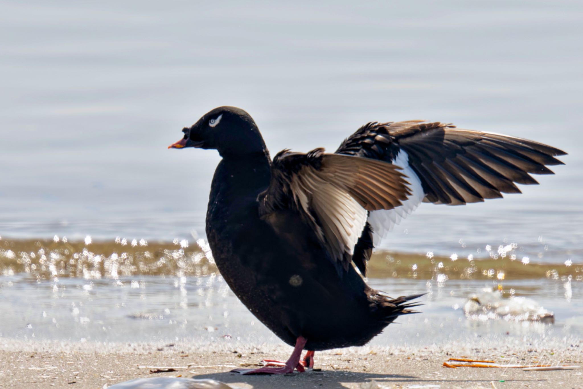 Photo of White-winged Scoter at Sambanze Tideland by アポちん