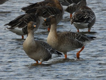 Taiga Bean Goose 滋賀県長浜市 Sat, 12/15/2018