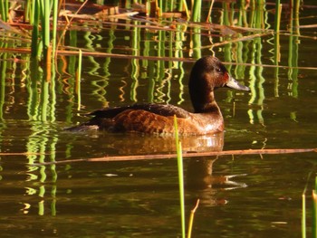 Baer's Pochard Mizumoto Park Sun, 3/31/2024