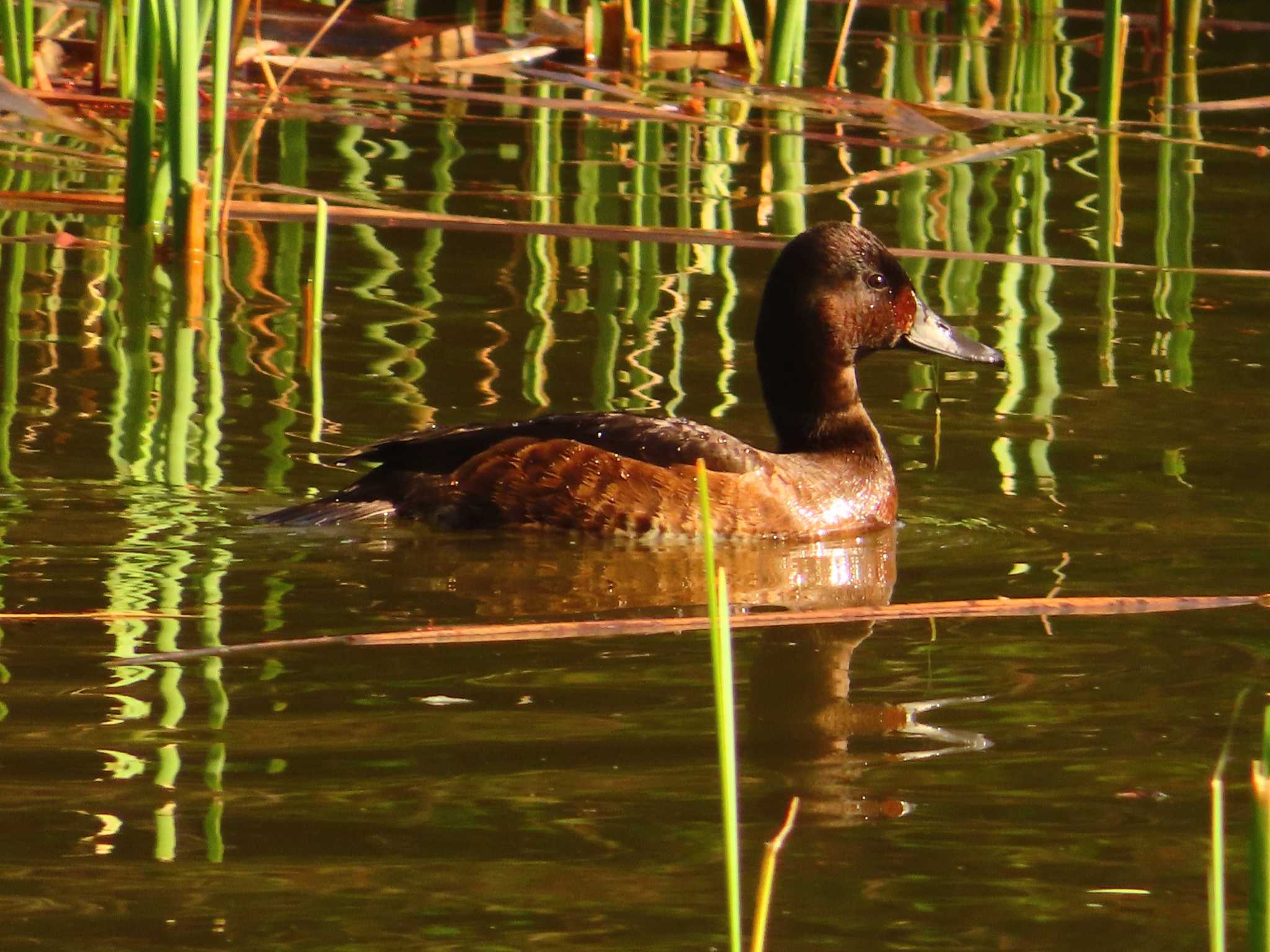 Photo of Baer's Pochard at Mizumoto Park by ゆ