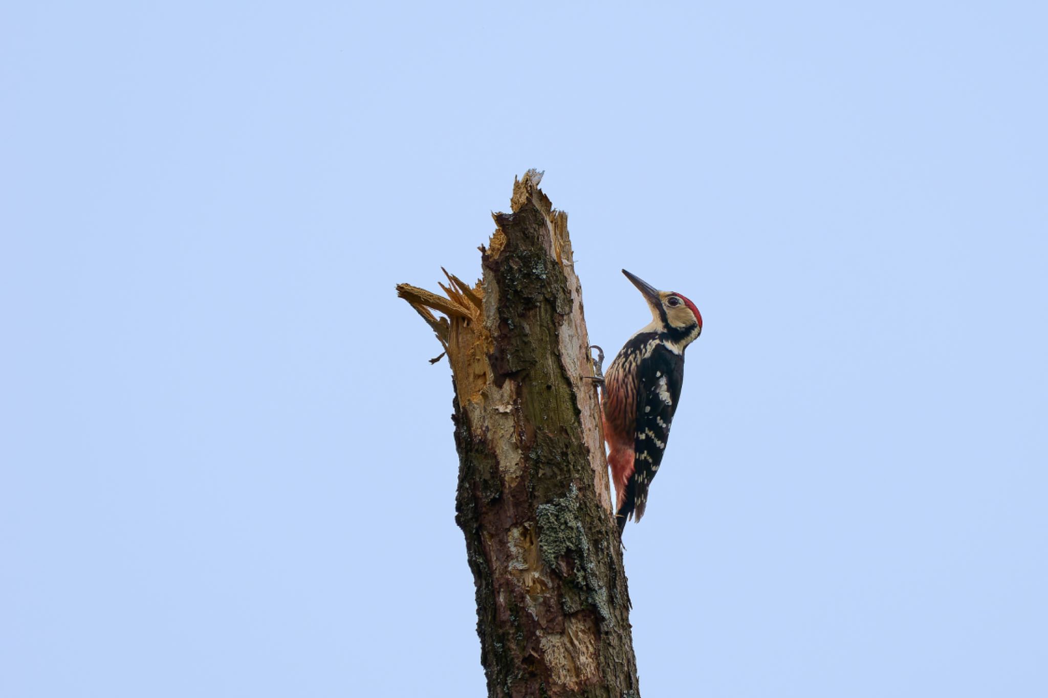 White-backed Woodpecker