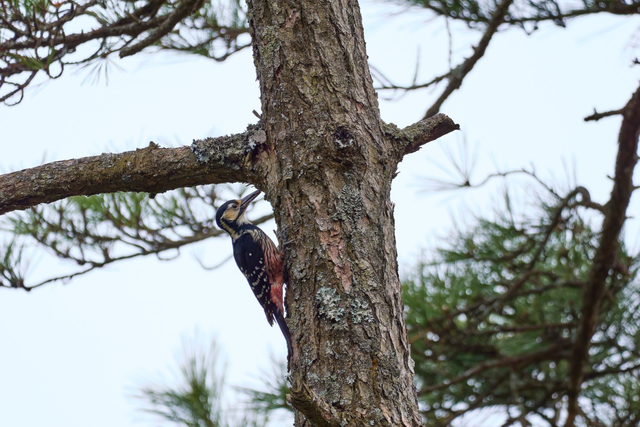 White-backed Woodpecker