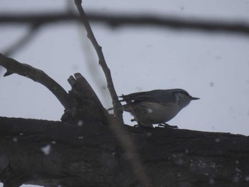 Eurasian Nuthatch(asiatica) 茨戸 Sun, 2/4/2024