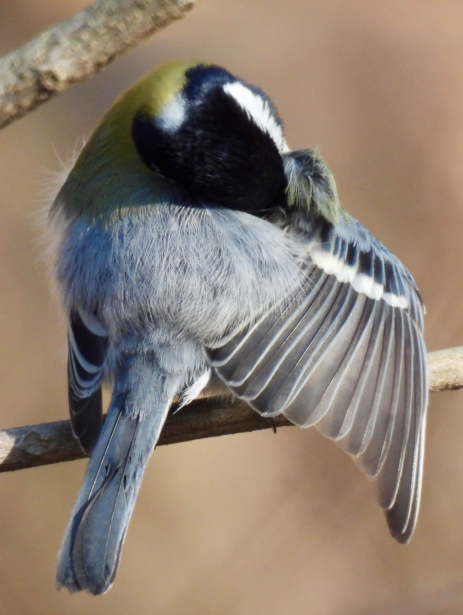 Japanese Tit