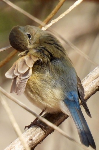 Red-flanked Bluetail 小幡緑地 Thu, 3/14/2024