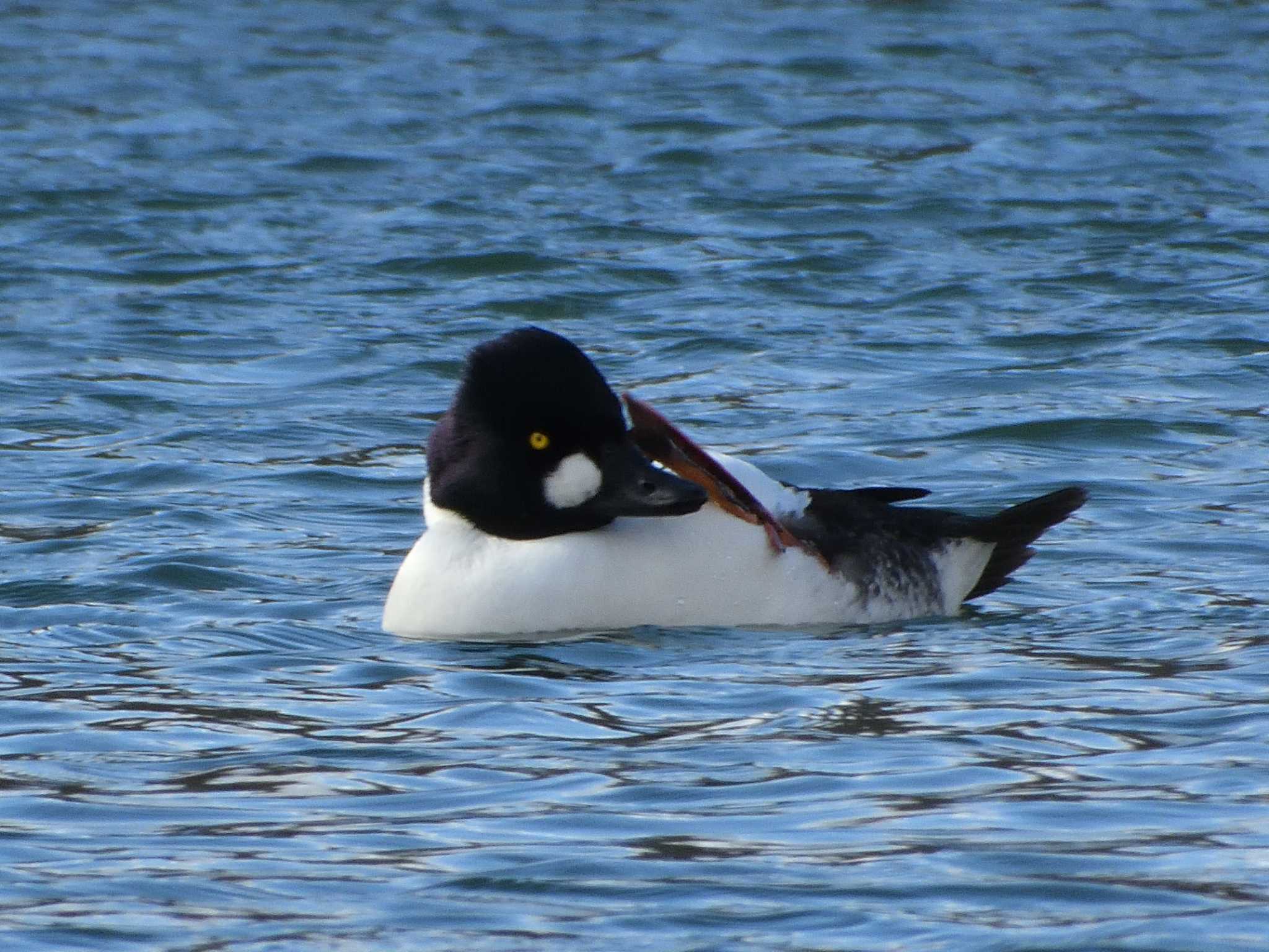 Common Goldeneye