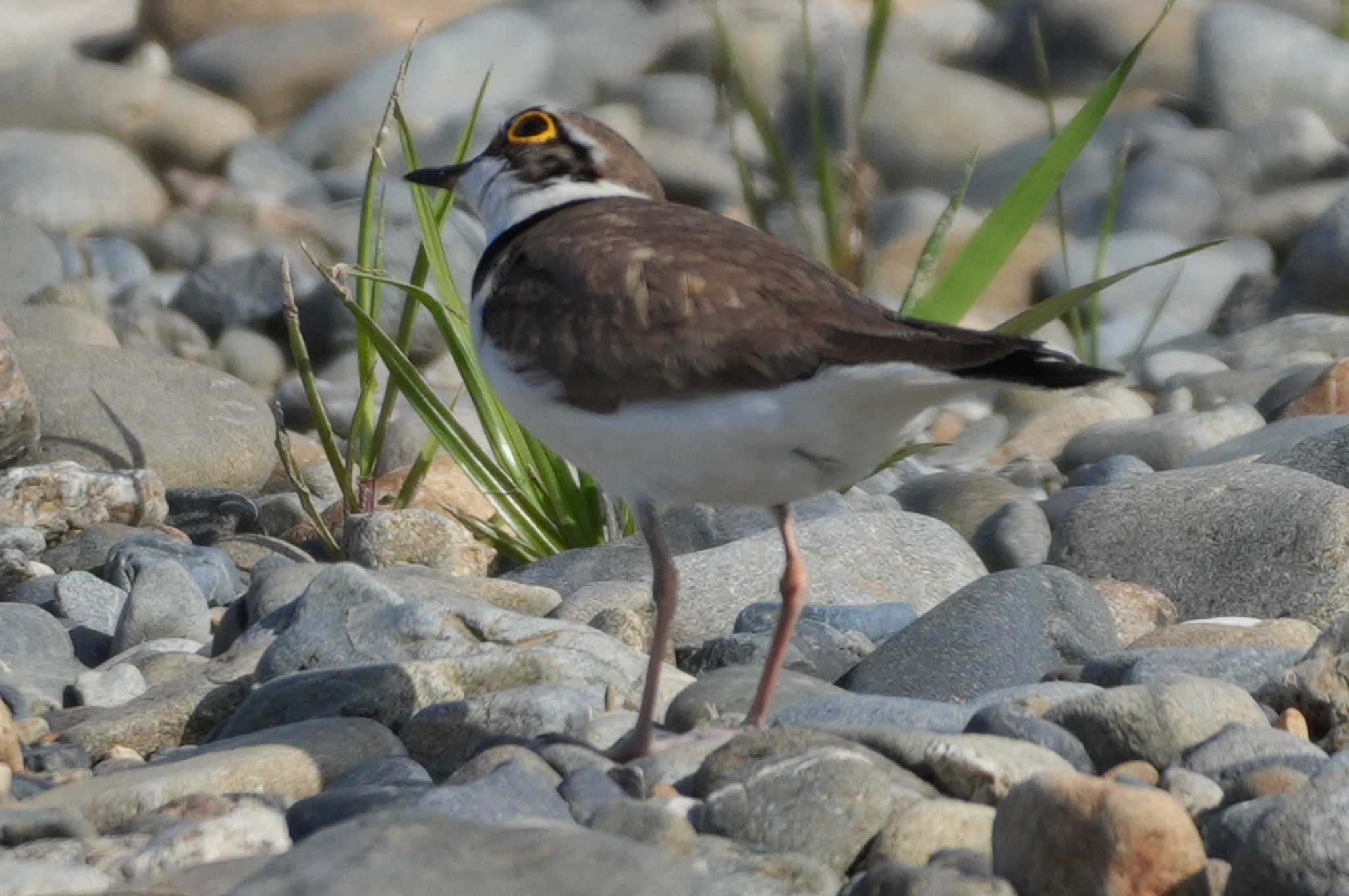 Little Ringed Plover