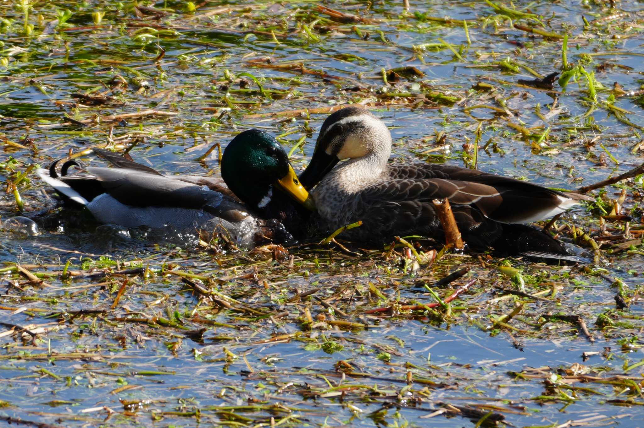 Mallard