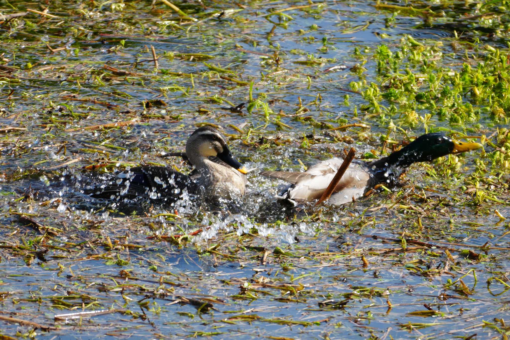 Eastern Spot-billed Duck