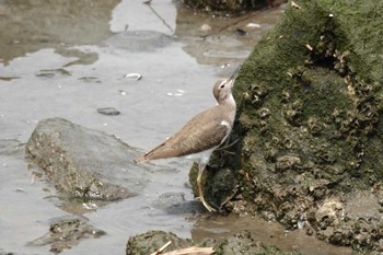 Common Sandpiper Fujimae Tidal Flat Sun, 3/31/2024